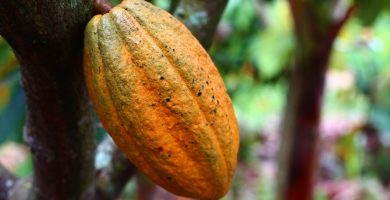 semilla de cacao
